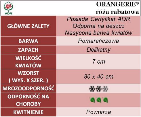 Orangerie róże rabatowe gł. zal